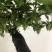 金弹子盆景长柄大红花生果