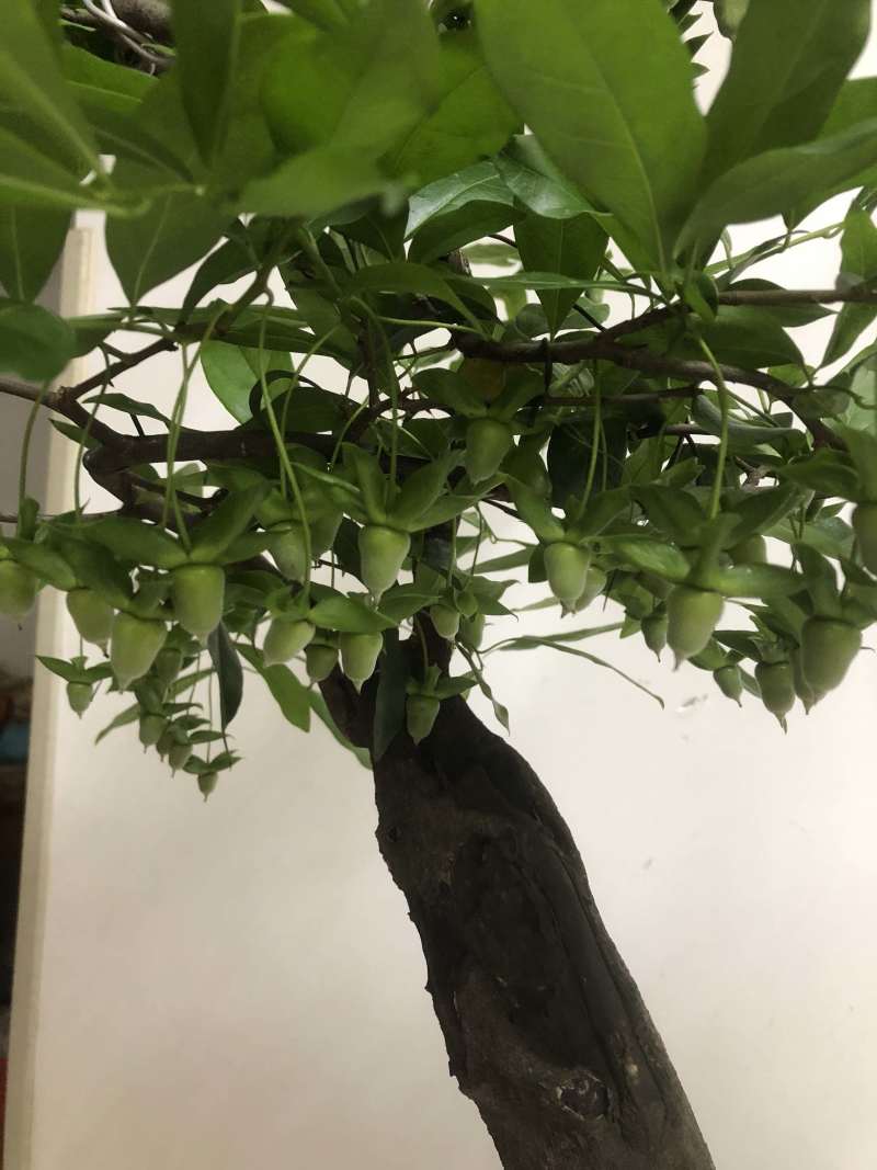 金弹子盆景长柄大红花生果