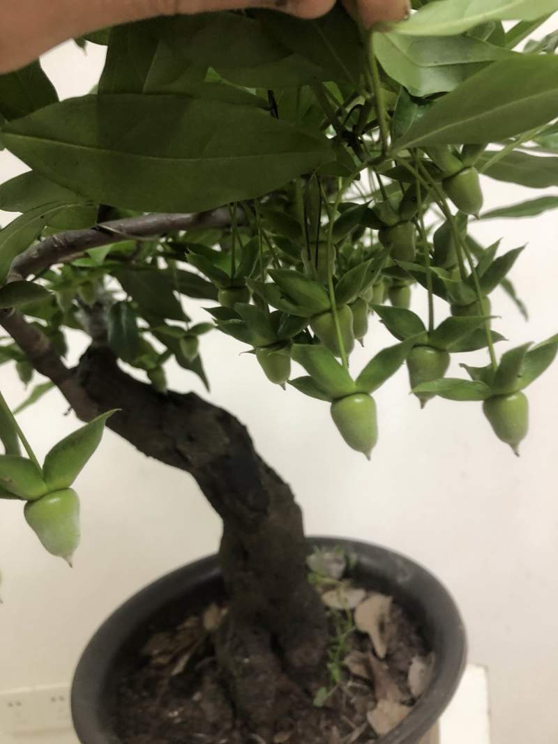 金弹子盆景长柄大红花生果