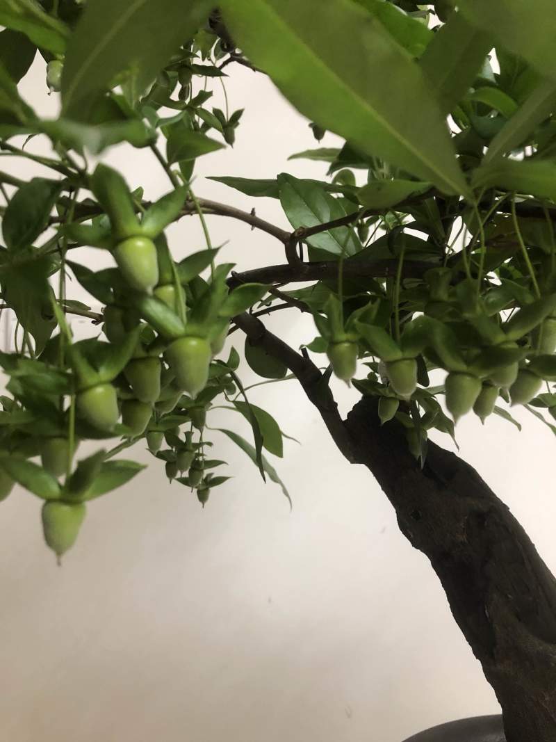 金弹子盆景长柄大红花生果