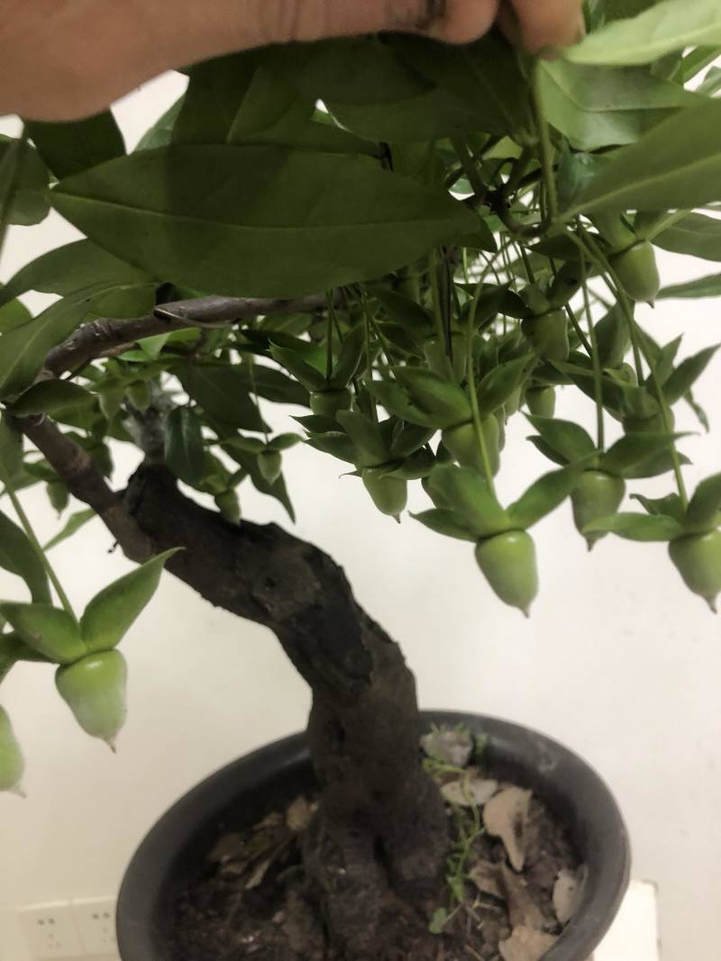 金弹子盆景长柄大红花生果