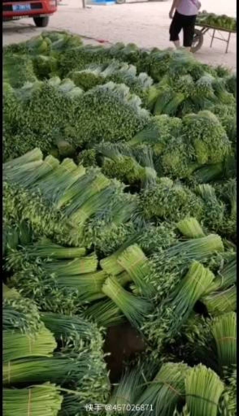 优质韭苔量大从优诚信经营一手货源视频看货基地直发欢迎来电