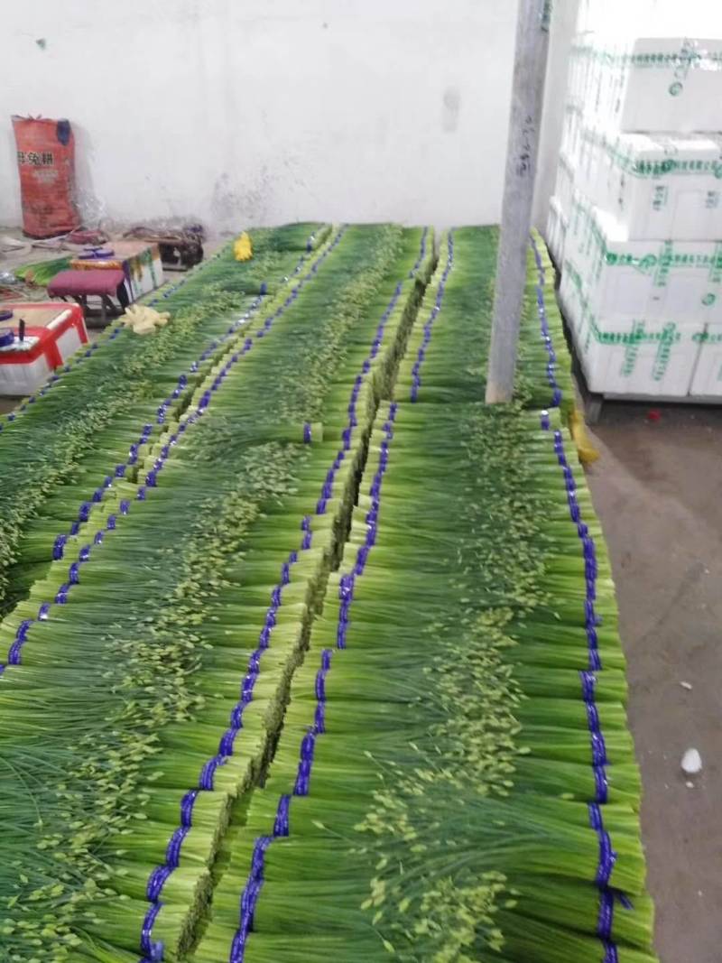 优质韭苔量大从优诚信经营一手货源视频看货基地直发欢迎来电
