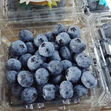 丹东蓝莓产地实力代办，可代加工，可公对公，可到基地考察