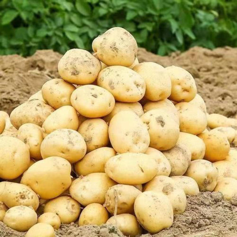 【精品】黄心土豆货源充足皮毛光亮实地考察全国发货