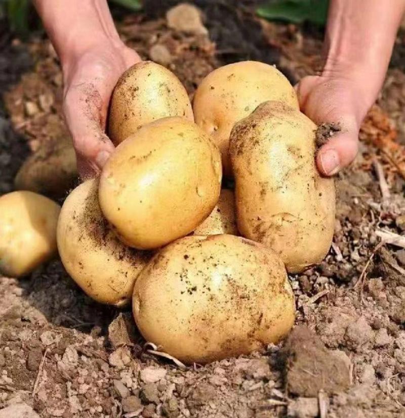 【精品】黄心土豆货源充足皮毛光亮实地考察全国发货