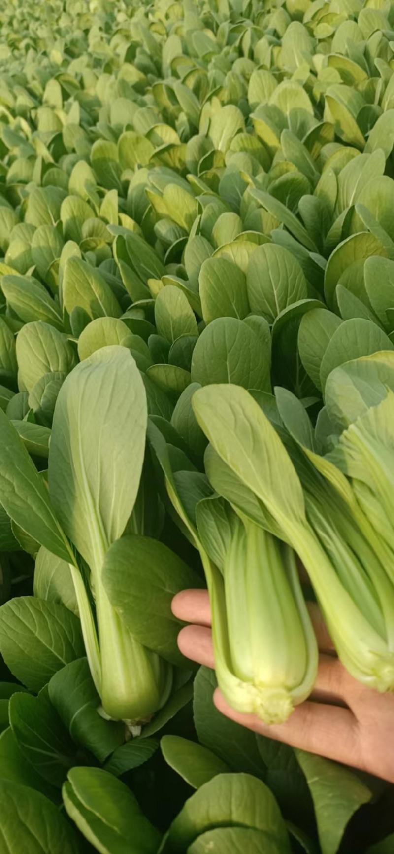 精品油菜上海青产地直发对接商超欢迎选购