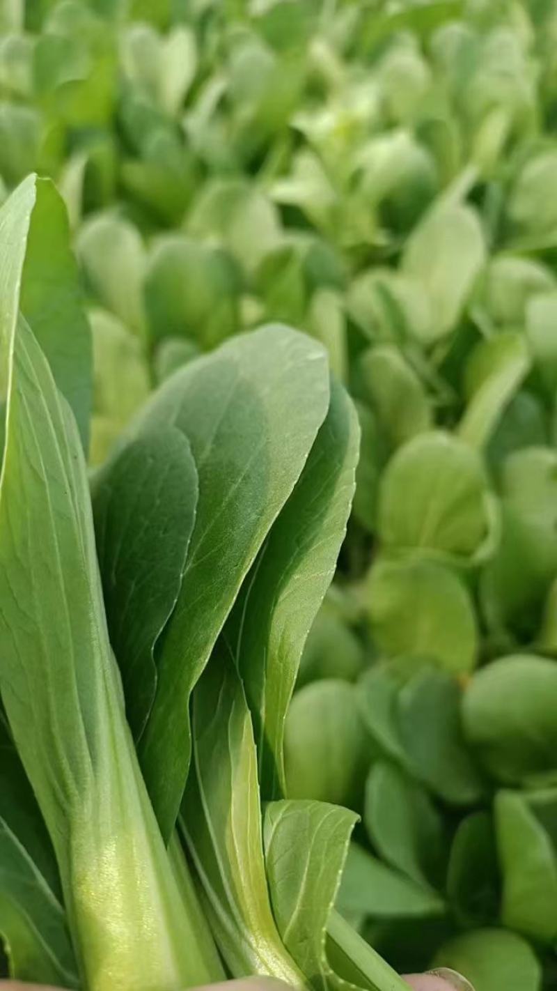 精品油菜上海青产地直发对接商超欢迎选购