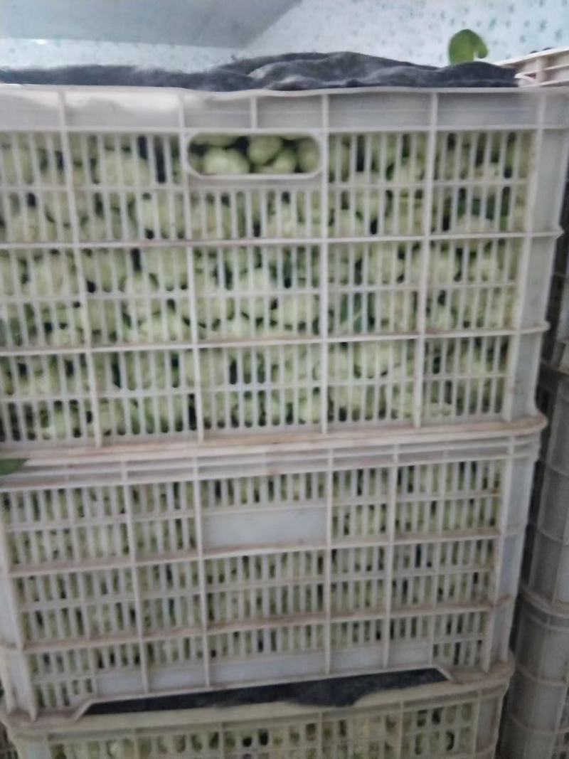精品油菜上海青产地直发对接商超欢迎选购