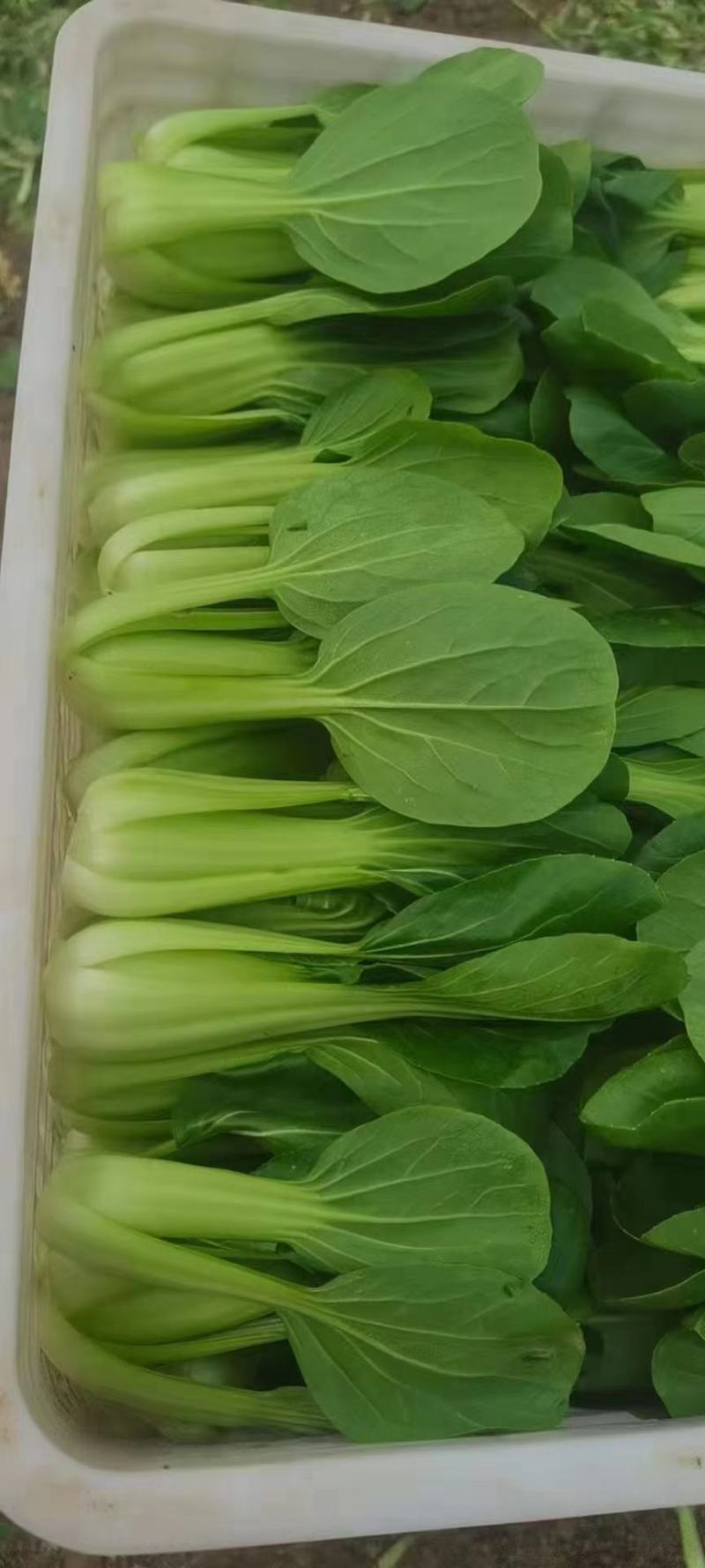 精品油菜上海青产地直发对接商超欢迎选购