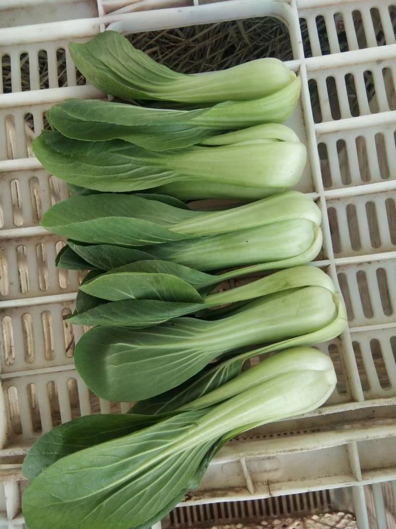 精品油菜上海青产地直发对接商超欢迎选购