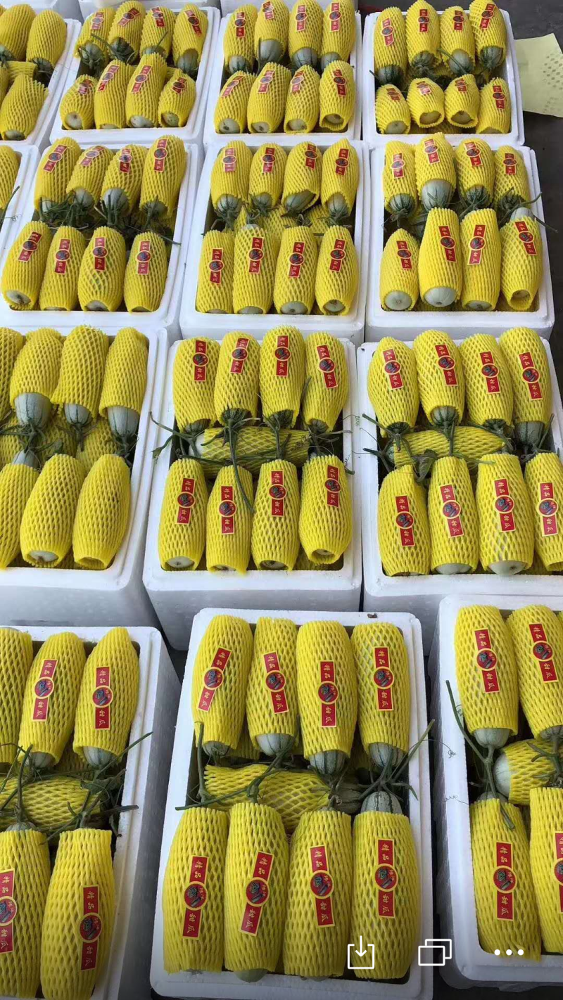 滑县万亩博洋甜瓜博洋61甜瓜大量上质量保证量大从优
