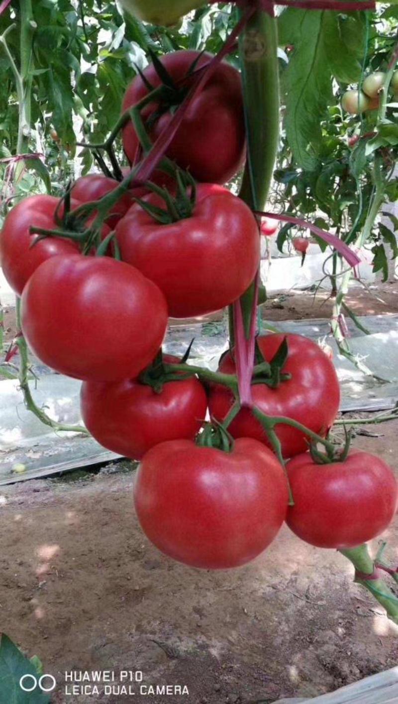 普罗旺斯改良优乐美，西红柿苗口感西红柿种子沙瓤