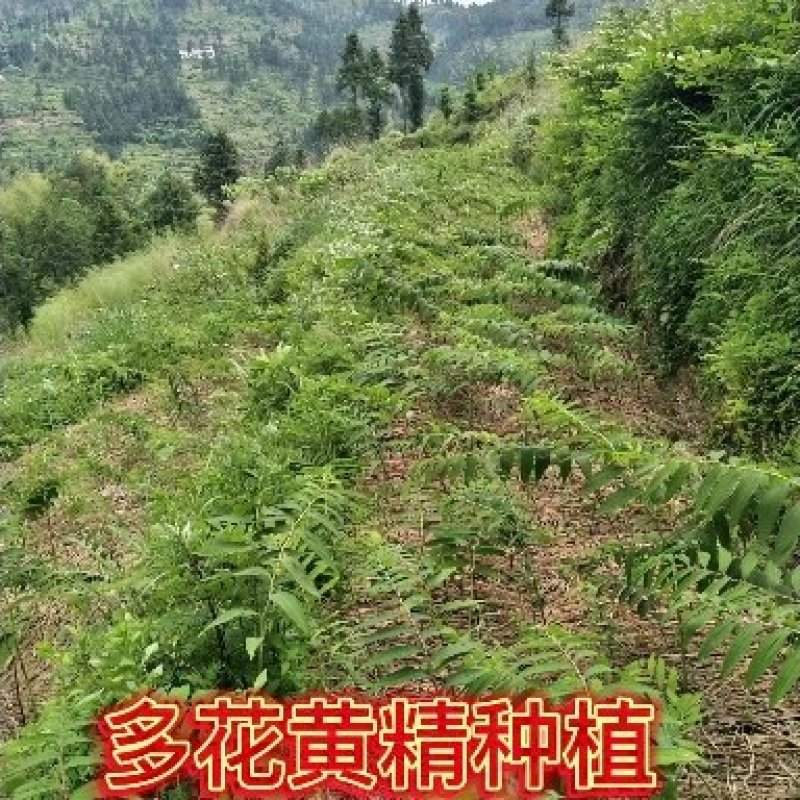 多花黄精种苗湖南黄精种苗符药典高产易管理省人工