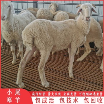 常年供应小尾寒羊头胎孕羊肉羊羔养殖场杜寒杂交羊成年羊