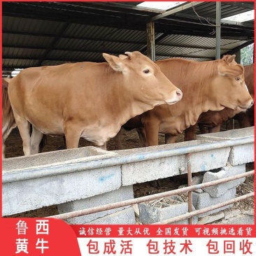小牛犊，肉牛犊，改良小黄牛犊活牛苗，品质保证，自繁自养