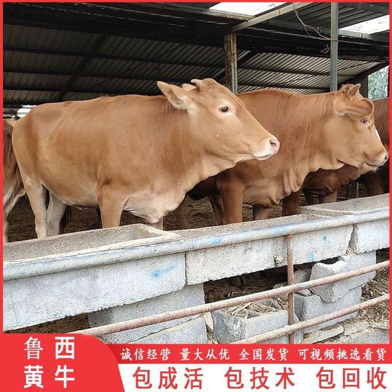 小牛犊，肉牛犊，改良小黄牛犊活牛苗，品质保证，自繁自养