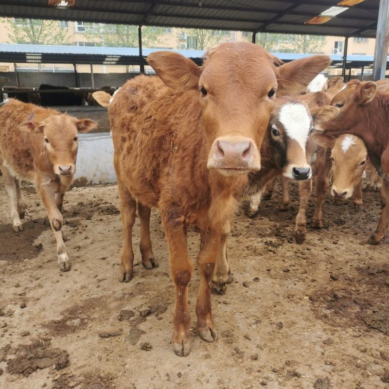 小牛犊，肉牛犊，改良小黄牛犊活牛苗，品质保证，自繁自养