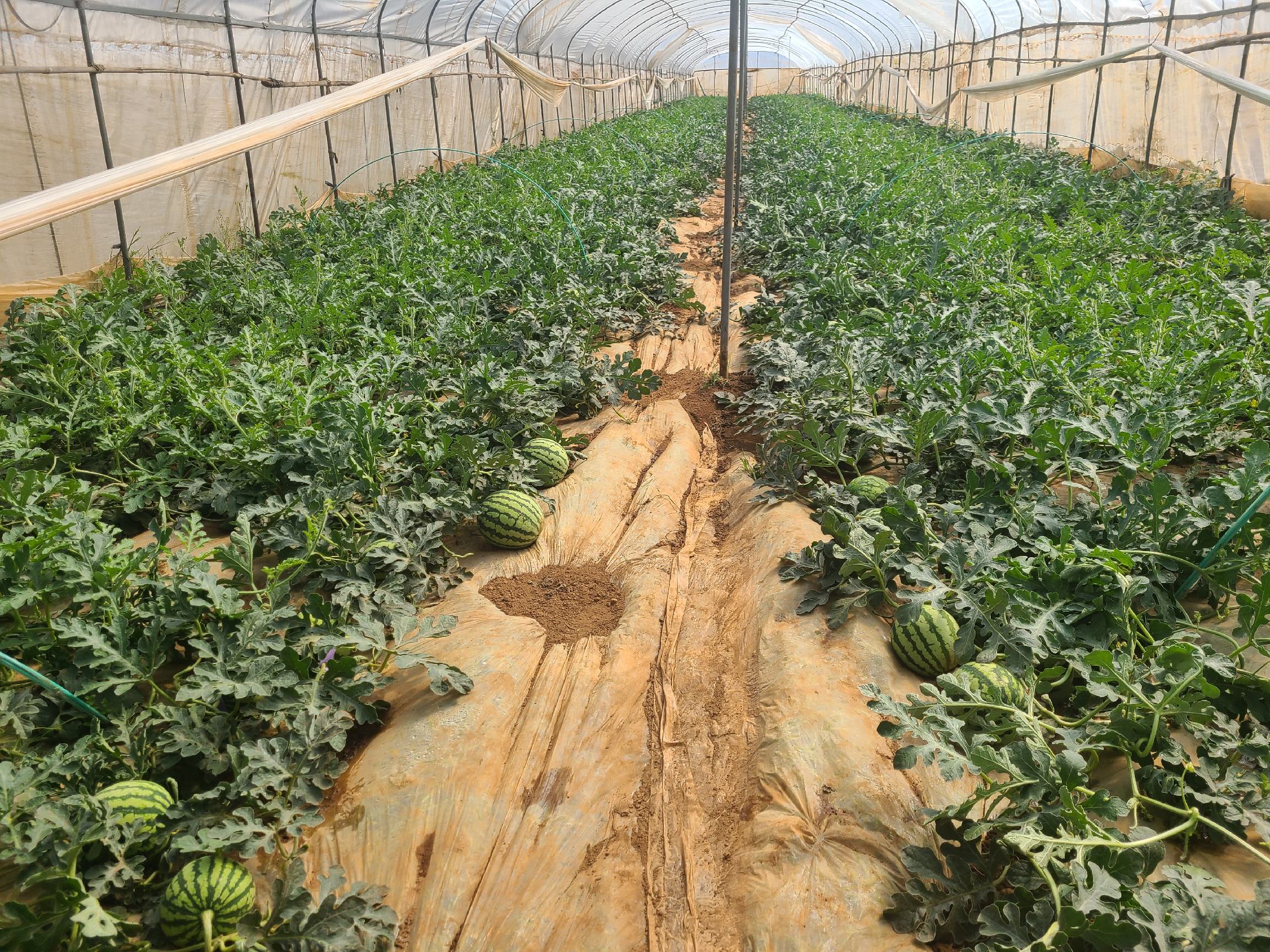 展示白玉西瓜在大棚内的种植场景,整齐排列的藤蔓和挂果状态清晰可见 白玉西瓜种植基地实景图