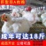白羽鸡成品鸡
