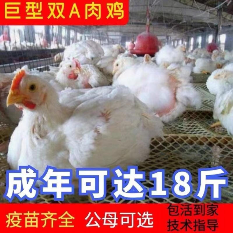 白羽鸡成品鸡