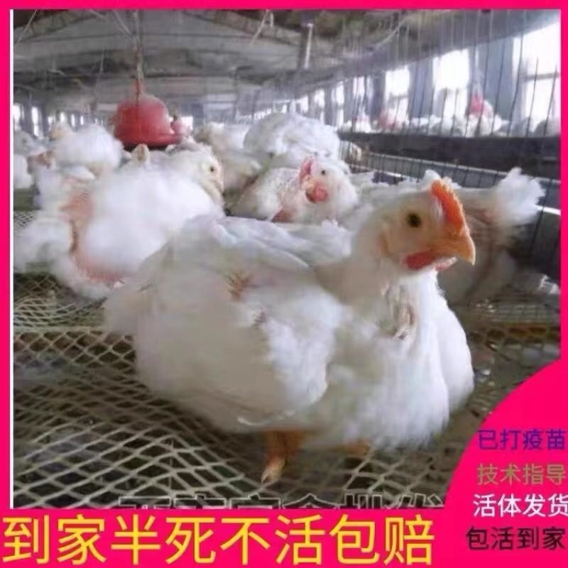 白羽鸡成品鸡