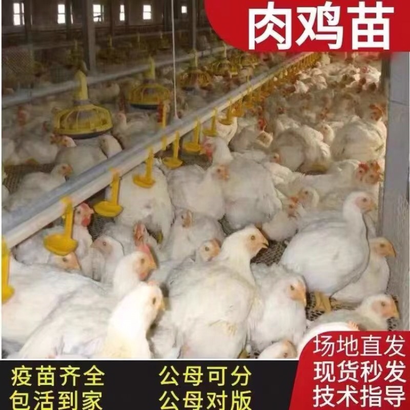 白羽鸡成品鸡