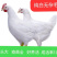 白羽鸡成品鸡