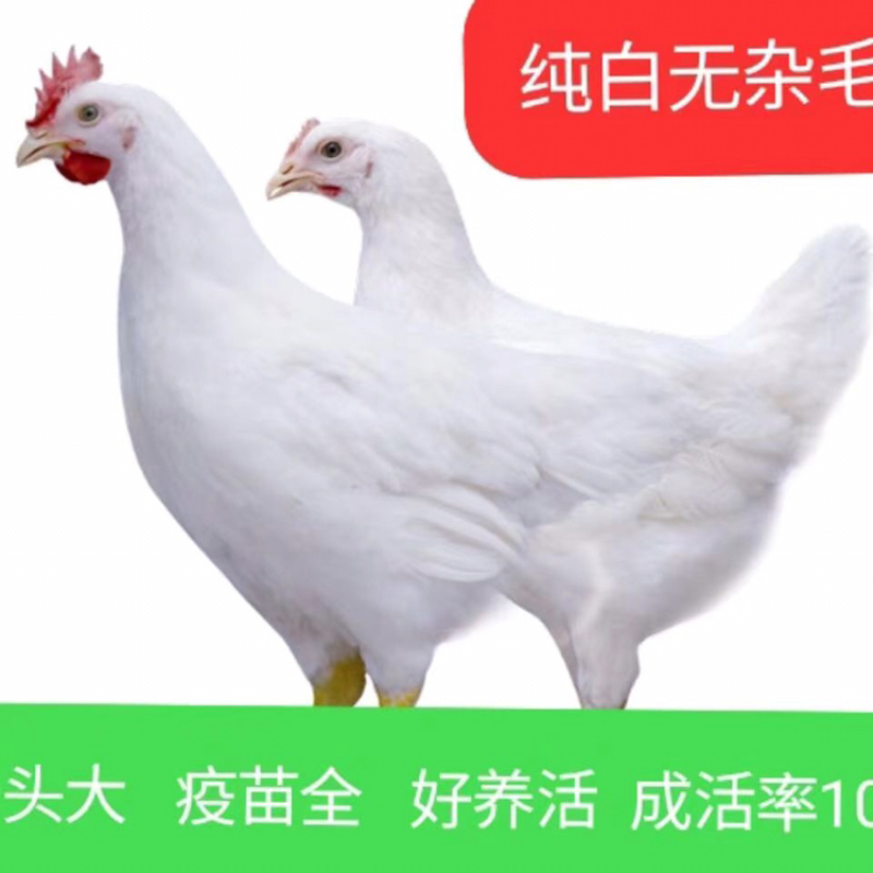 白羽鸡成品鸡