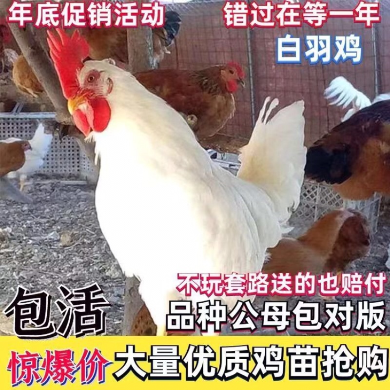 白羽鸡成品鸡