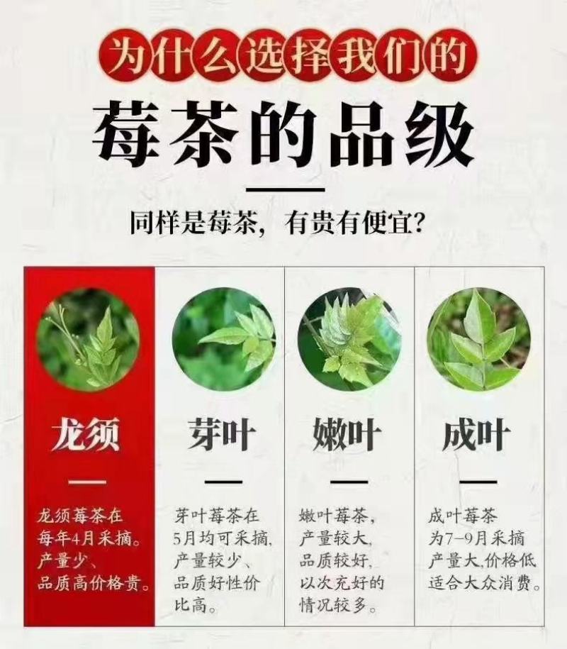 藤茶湖南省张家界市永定区罗塔坪乡自产自销