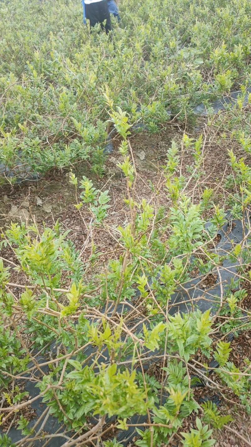 藤茶湖南省张家界市永定区罗塔坪乡自产自销