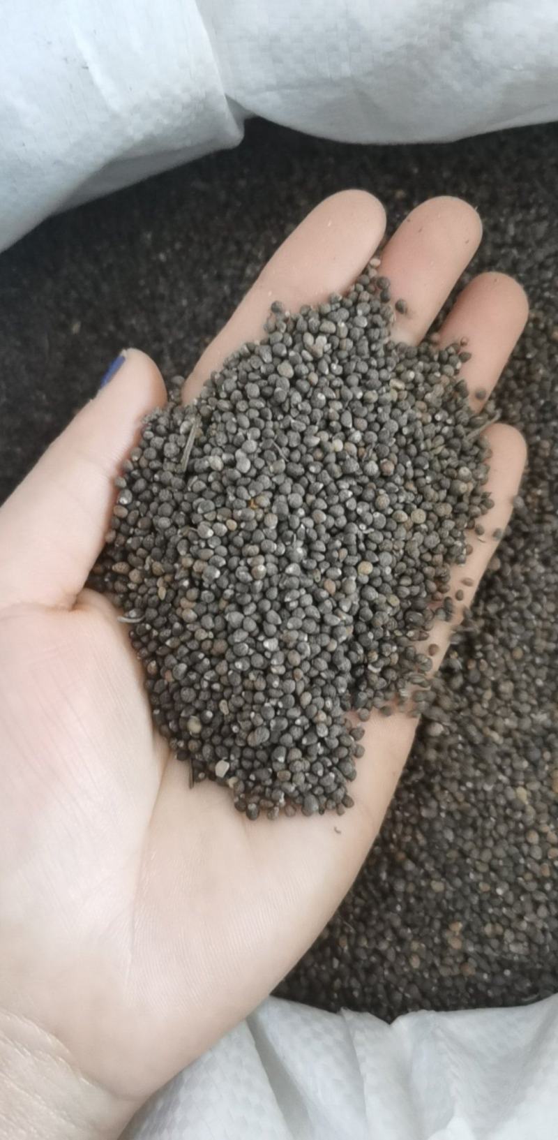振兴药材批发供应苏子规格齐全产地直供一手货源全国发货