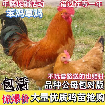 笨鸡草鸡成品鸡