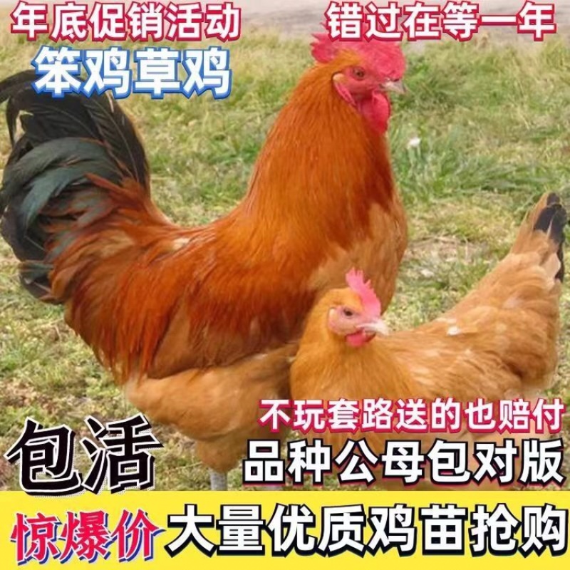 笨鸡草鸡成品鸡