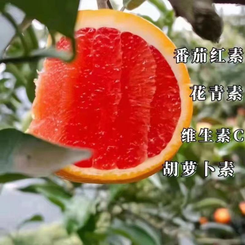 中华红橙血橙长虹脐橙九月红果冻橙基地果园直供保质保量