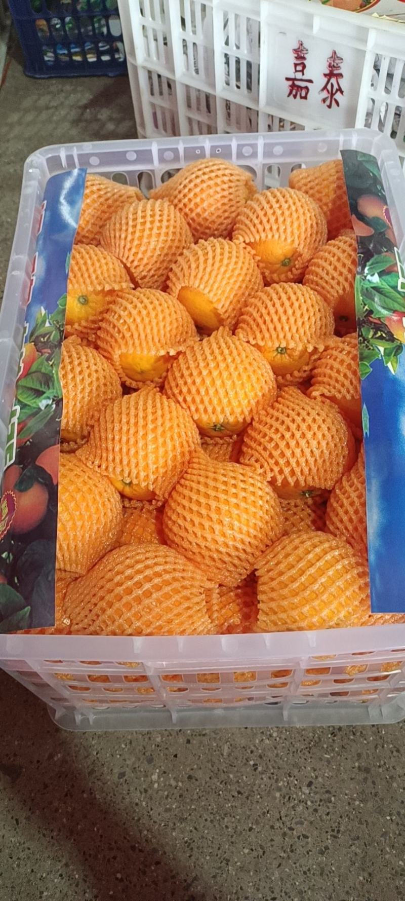 【精品夏橙】地头看货水份充足，质量保证，欢迎果园看货采购