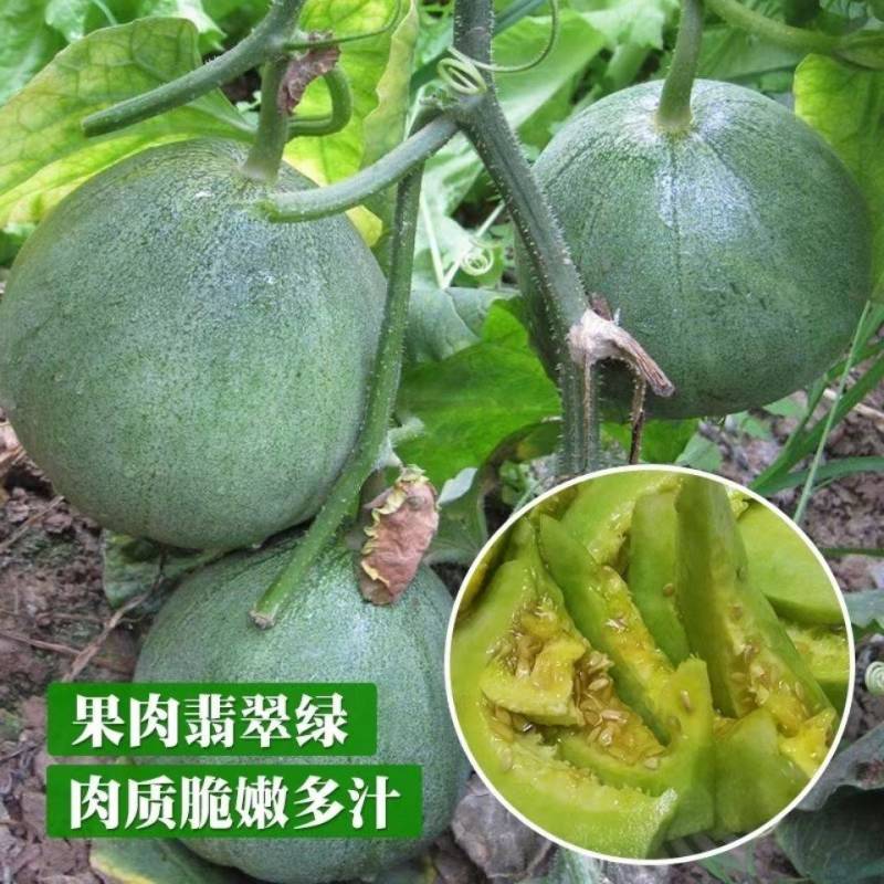 《精选》绿宝甜瓜安阳甜瓜基地现摘现发一条龙服务