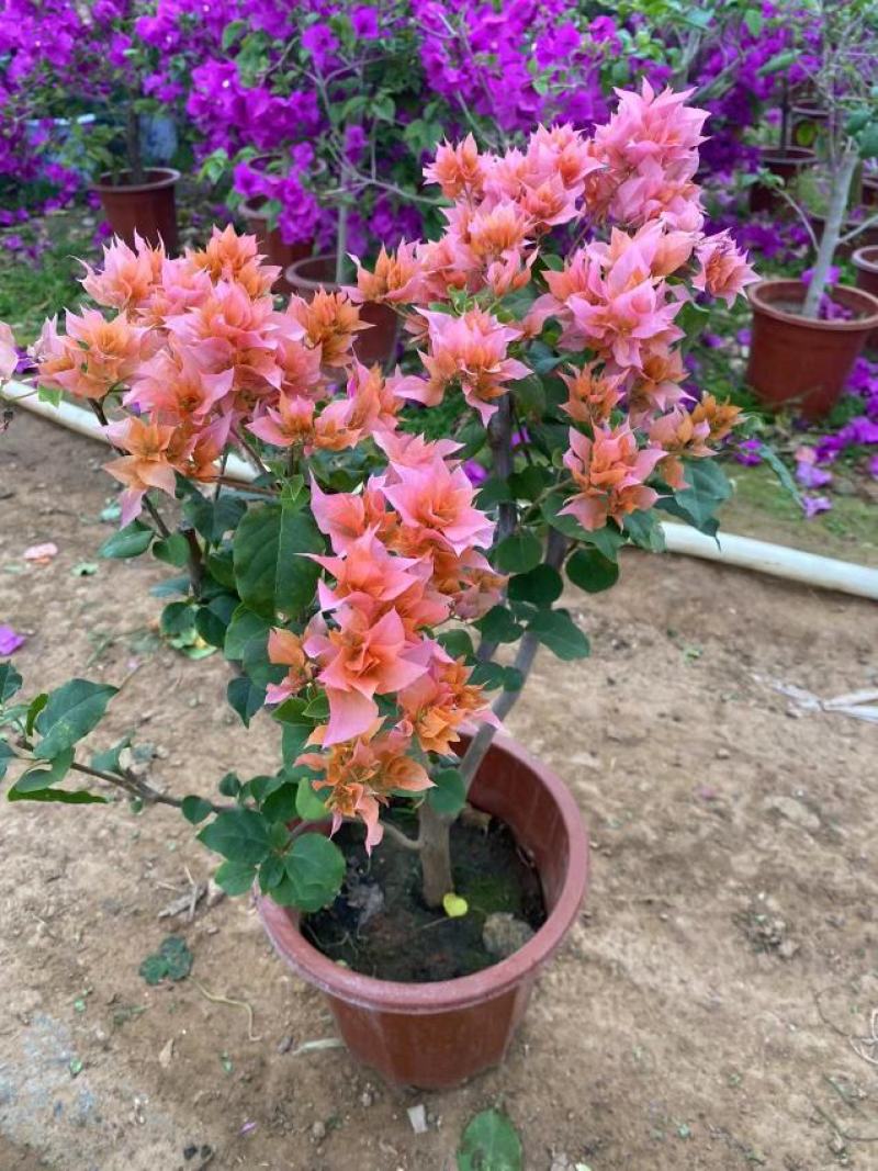 三角梅花/多种颜色/品相优/基地发货/大量出货量大优惠