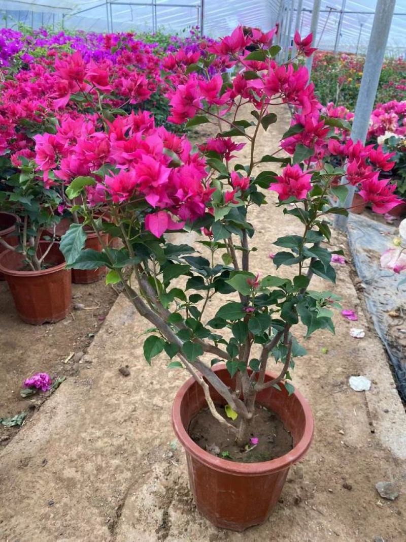 三角梅花/多种颜色/品相优/基地发货/大量出货量大优惠