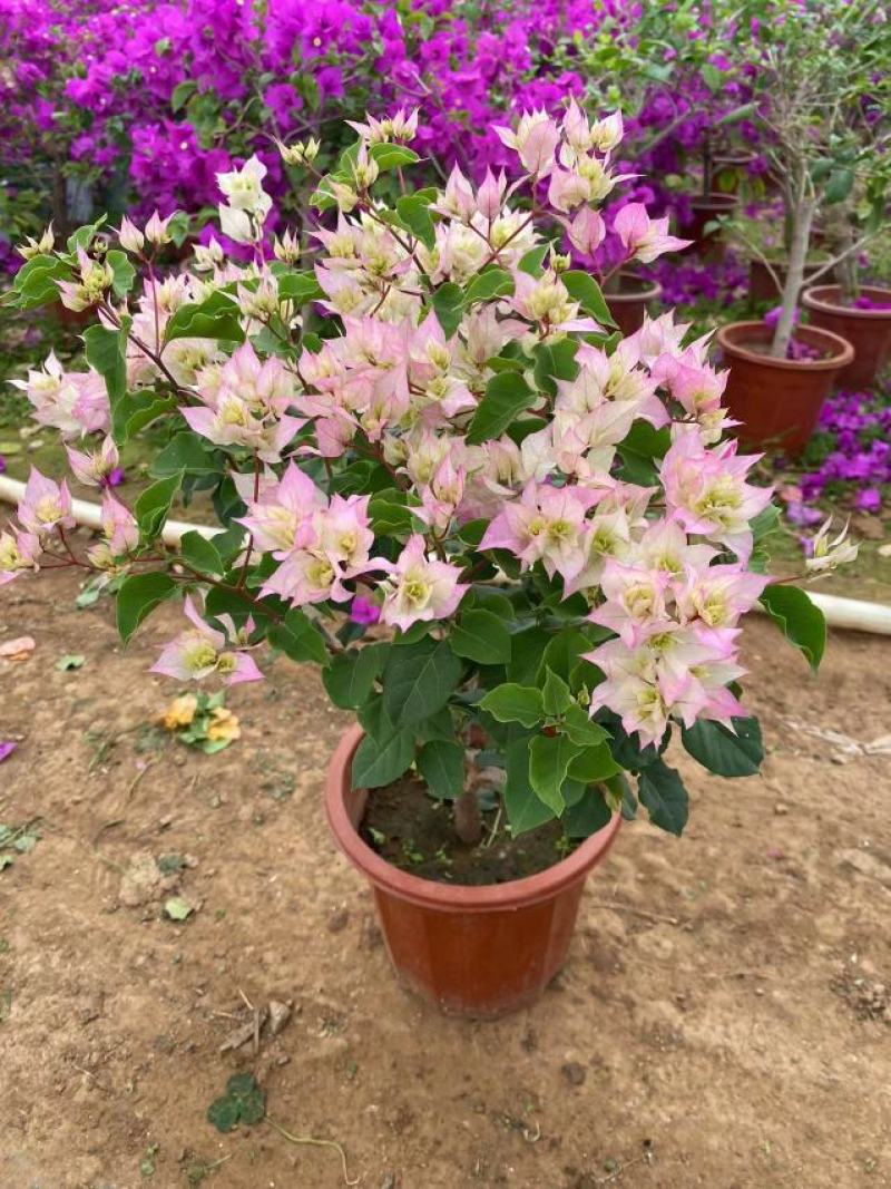 三角梅花/多种颜色/品相优/基地发货/大量出货量大优惠