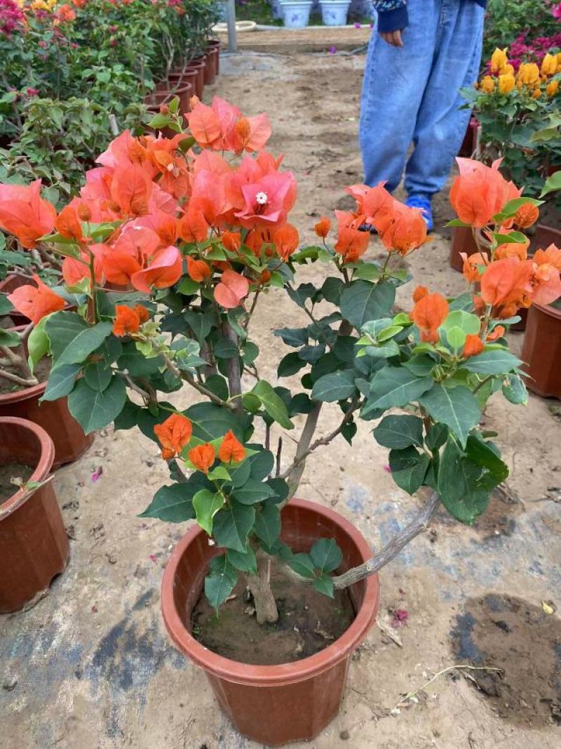 三角梅花/多种颜色/品相优/基地发货/大量出货量大优惠