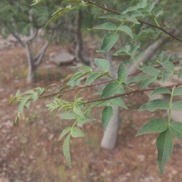 上万亩鲜嫩花椒芽，有需要请打给我