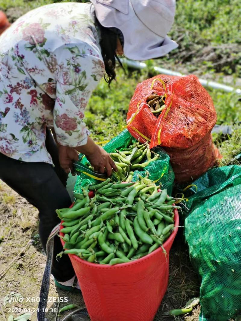 蚕豆大量供应产地直供欢迎采购111111