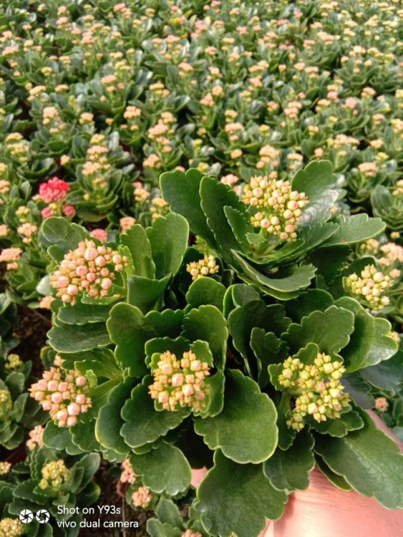 青州长寿花/种植基地发货/品相优/颜色齐全大量出货实惠