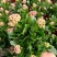 青州长寿花/种植基地发货/品相优/颜色齐全大量出货实惠