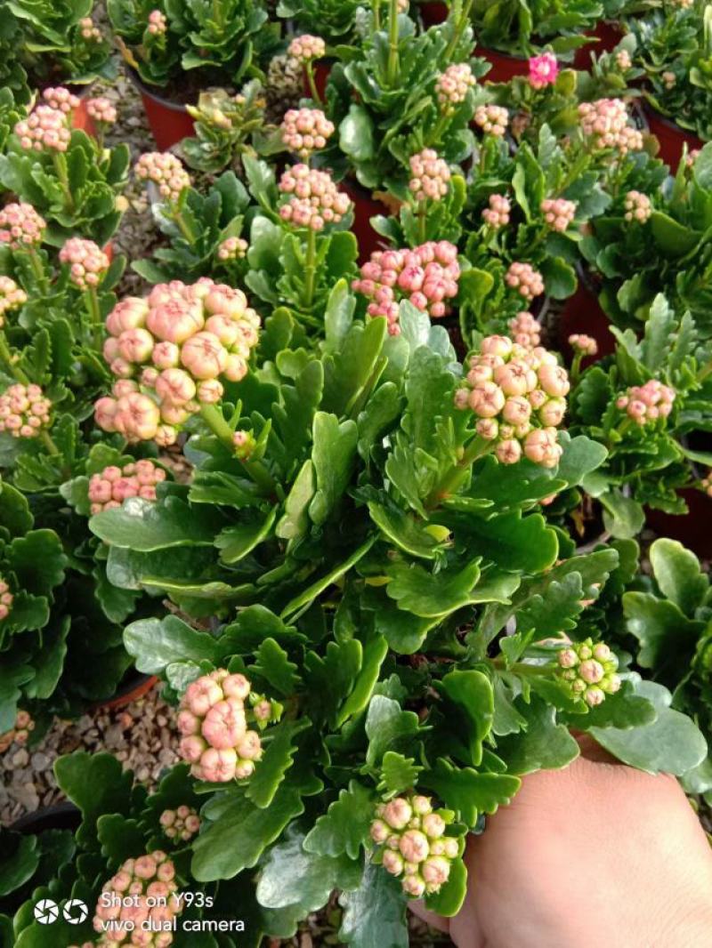 青州长寿花/种植基地发货/品相优/颜色齐全大量出货实惠