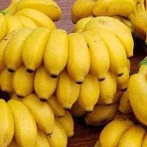 【23.9抢10斤】现摘小米蕉广西香蕉新鲜水果当季