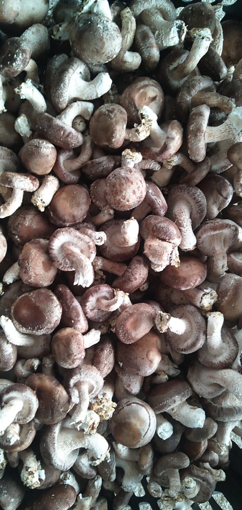 【香菇】鲜香菇平台专用香菇3-6公分储存【商超品质】
