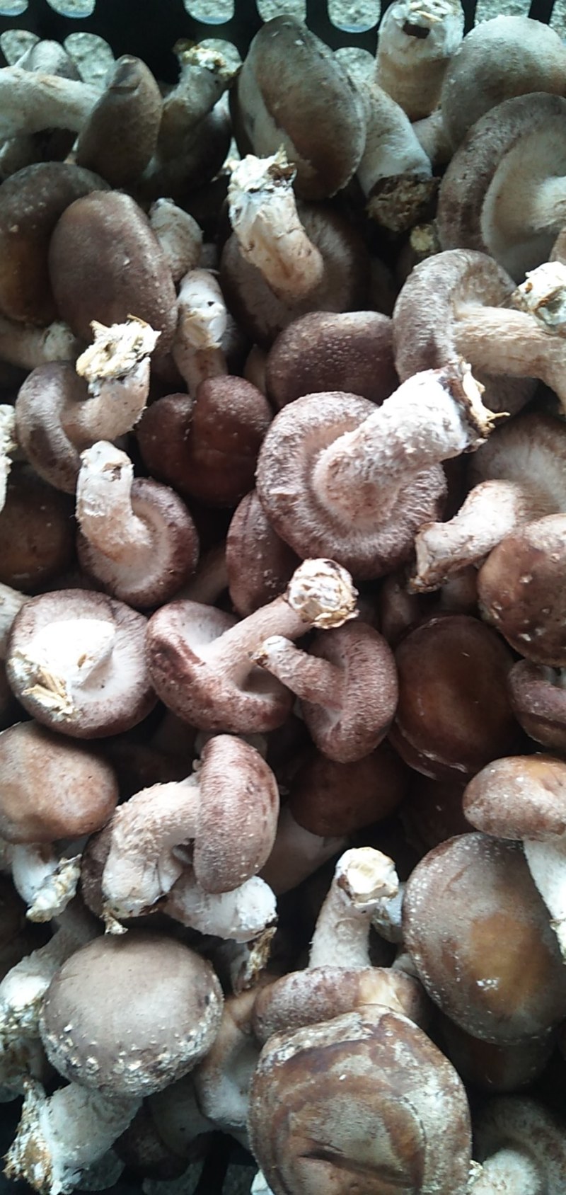 【香菇】鲜香菇平台专用香菇3-6公分储存【商超品质】